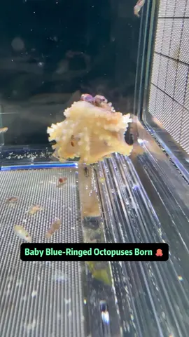 Baby Blue-Ringed Octopuses Born - And Their Mom Might Be Eating Them 😱🐙 This is the wildest marine drama you'll ever see! All of my baby blue-ringed octopuses hatched today - red, yellow, and white - twirling, spinning, and even dancing! While they're healthy and energetic, something shocking happened: the mother octopus survived the birth, which is extremely rare. Usually, mother octopuses refuse food, self-harm, and die shortly after pregnancy, but this one not only survived - she was too enthusiastic. The babies rushed toward her in a scene straight out of “Baby Octopuses Looking for Mom,” but her powerful suction kept trapping them! Some only escaped when she sneezed them out! Worse, she grabbed a whole bunch and wouldn't let go - despite my efforts to gently separate them. Meanwhile, chaos broke out: babies were floating away, escaping containers, and spinning like gymnasts. One pulled off a Thomas spin, another did leaf-gliding physics, and a third managed spiral levitation. That's when it hit me - these weren't just any baby octopuses… they're the offspring of the mutant Blue-Ringed Octopus King! These hyperactive cuties show signs of marine “ADHD,” and their escape stunts are next level. I'm preparing a bigger tank and a better home for them, but for now, enjoy this incredible underwater episode full of suspense, survival, and scientific wonder! #fyp #nature #animals #oceanlife #aquariumlife #science #blueringedoctopus 