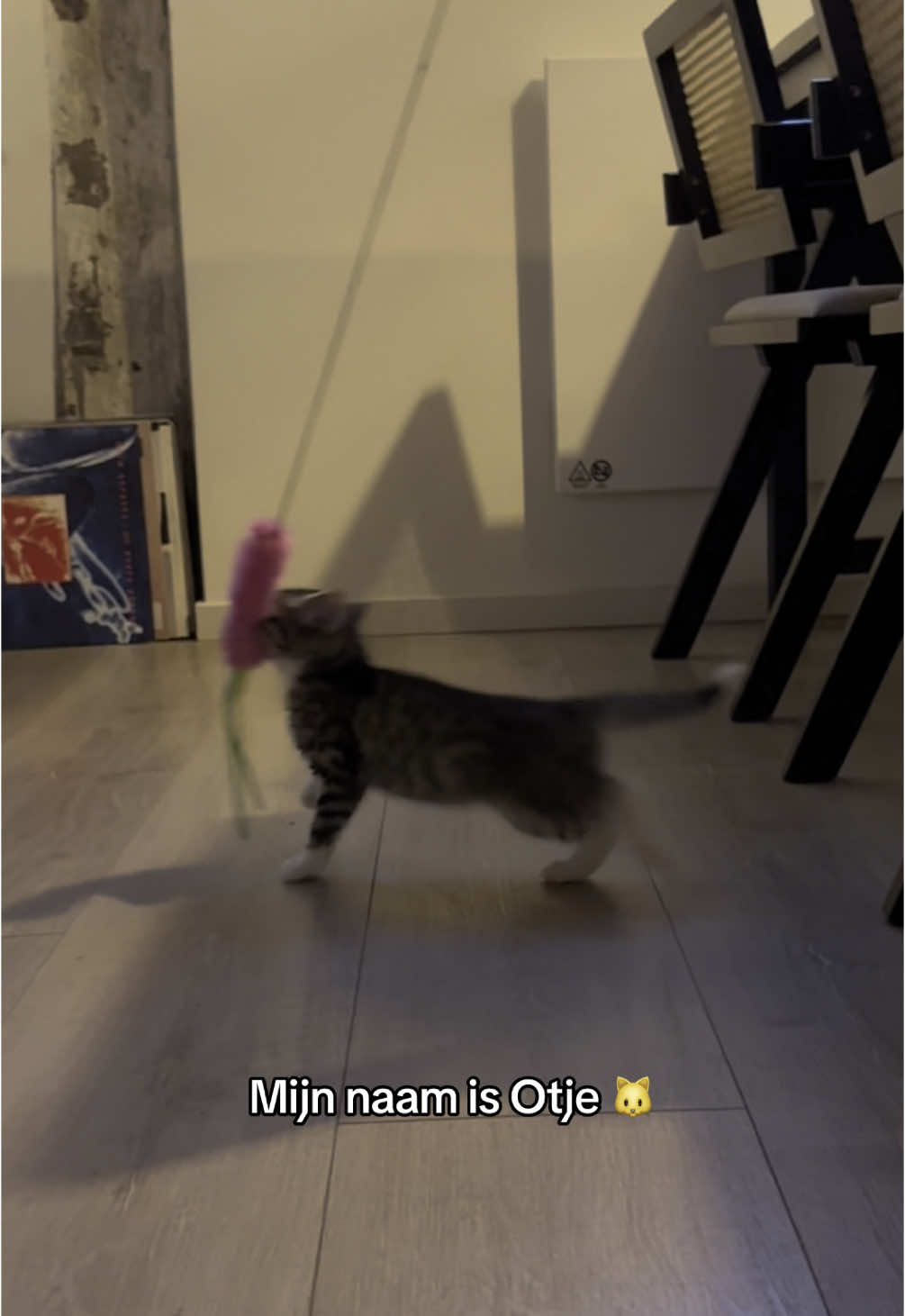 Meer Otje dan dit wordt het niet 😅 #otje #kitten #kittensoftiktok #cat #fyp 