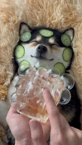 ManYu SPA Day~ Enjoy Your Weekend! #littlemanyu #dogsoftiktok #cute #asmr #spa #shibainu #shiba #manyuland 