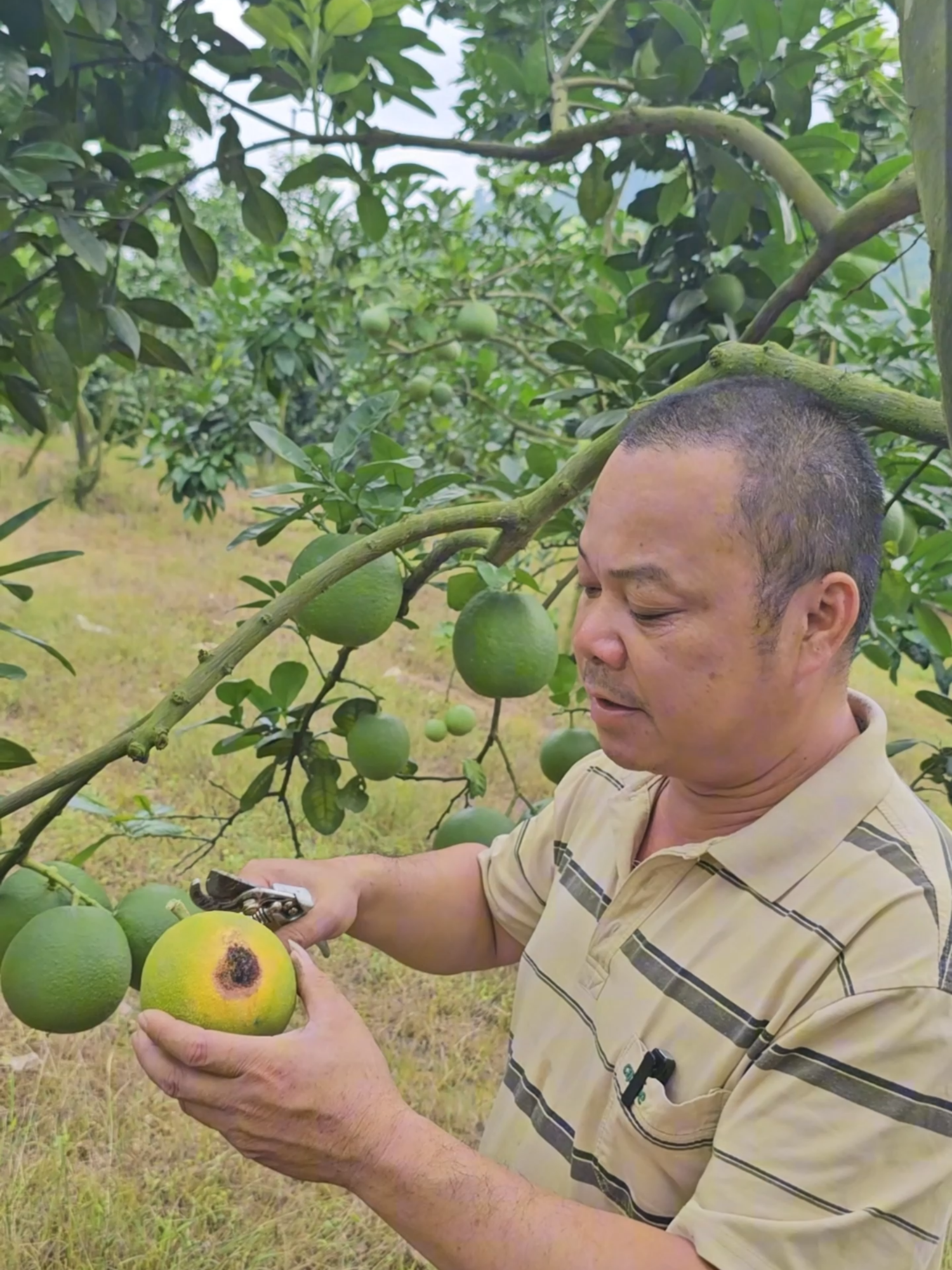 bưởi thối hông vàng quả nguyên nhân và cach khác phục  #bưởi #bưởidaxanh #buoicatque #bưởiđỏphúthọ