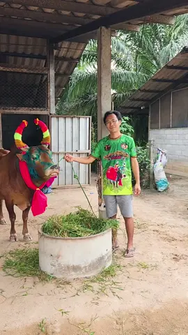 แดงภูเขาไฟทำสำเร็จแล้วครับ วันนี้เก่งมากๆ #แดงงามยอดศักดิ์ศรี (ภูเขาไฟ) #วัวชนเงินล้าน💵✨ 