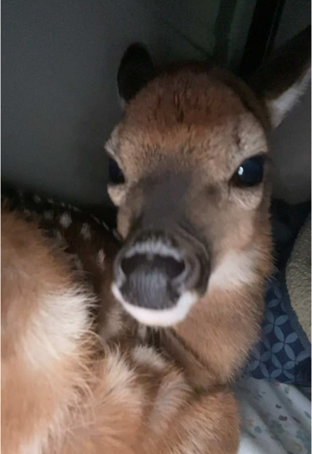 Oh deer newbtch ! #fyp #deer #shebaddd