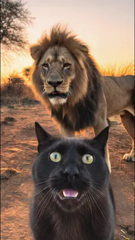 Can be Friends?🐈‍⬛🦁😳 Cat was trying to make a selfie with a lion in Africa?🙀🤯😍 #catlover #kittensoftiktok #blackcat #africa #selfie #kittycat #cutecat #trendingvideos #viralvideos #trends #explore #recommendations 