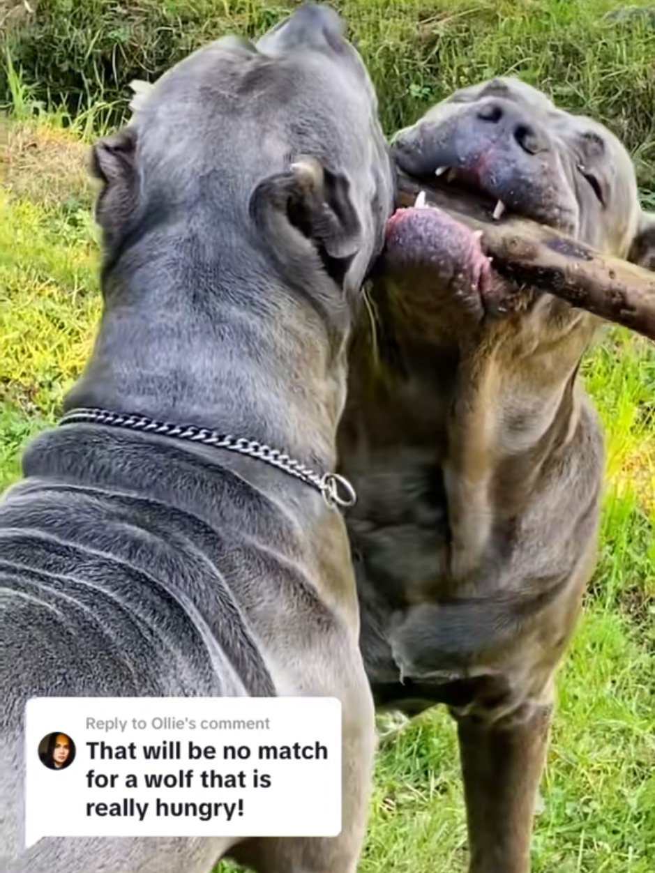 a hungry wolf?! #canecorso #italianmastiff #canecorsopuppy #puppies #puppiesoftiktok #puppy #dogsoftiktok #PetsOfTikTok #bigdogs #pnwdogs #corso #dogs #salmoncreekcanecorso #mastiff #doglover #foryourpage #fyp #foryou #pnw #canecorsopuppy #puppy #puppies #puppytiktok #puppiesoftiktok 