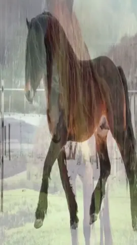 #horse 