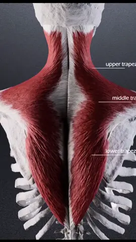 Megnyomkodnád itt egy picit ? 🤤 #masszázs #izomlazítás #nyak #nyakfájás #fájdalom #masszázstechnika #relax 