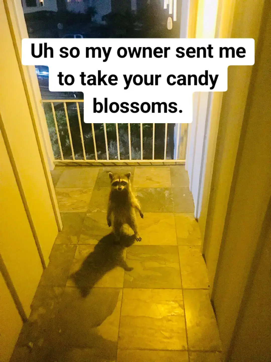 #growagarden #roblox #racoon #growagardenroblox 