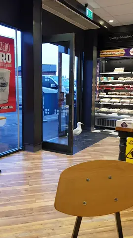 not only human shoplifters taking from shops  but the birds aswell  #seagull 