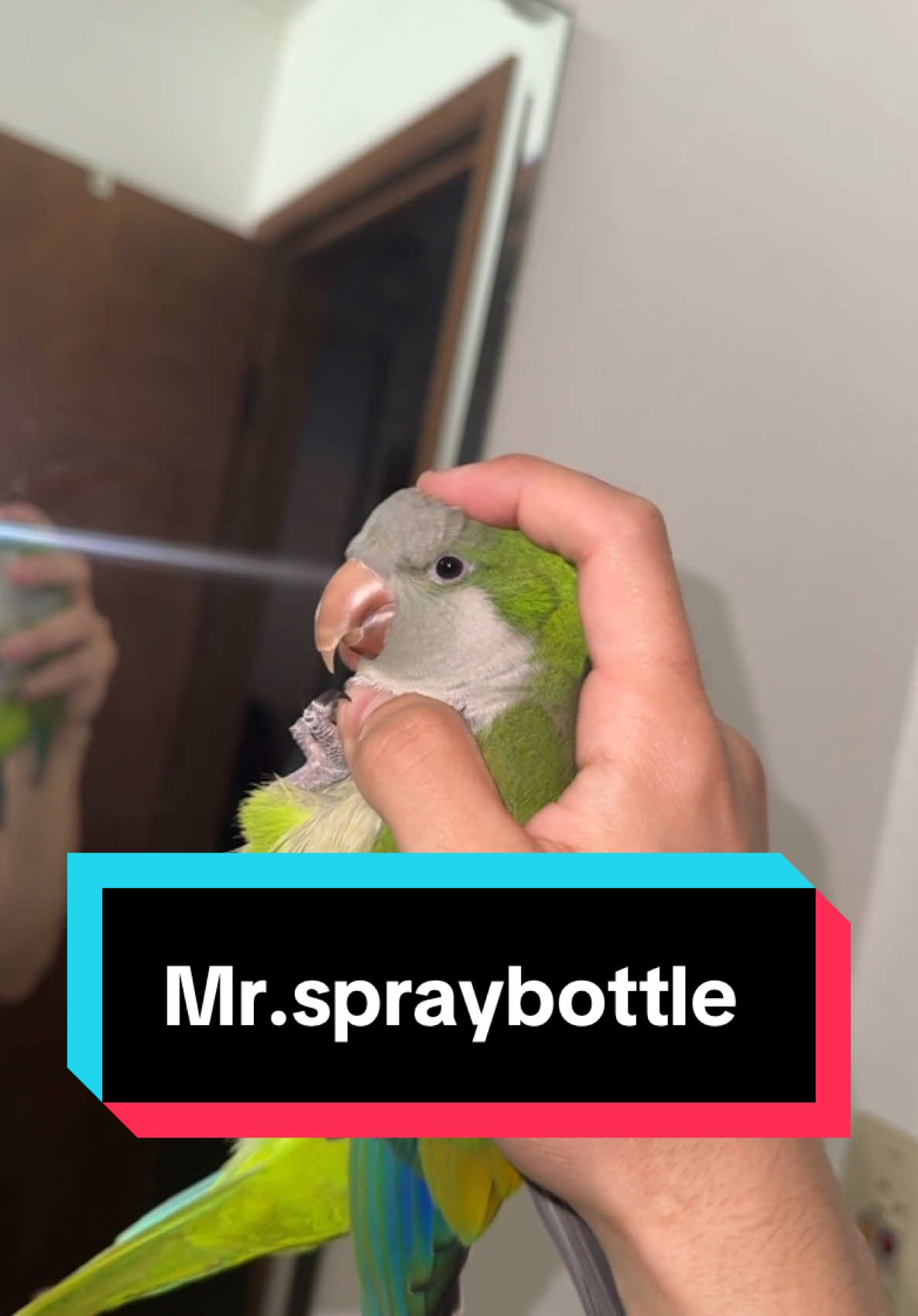 Junior identifies as a spray bottle on the weekends. 🦜🧴#fyp#xchuyito#junior#trending #spraybottle#funny#quakerparrot