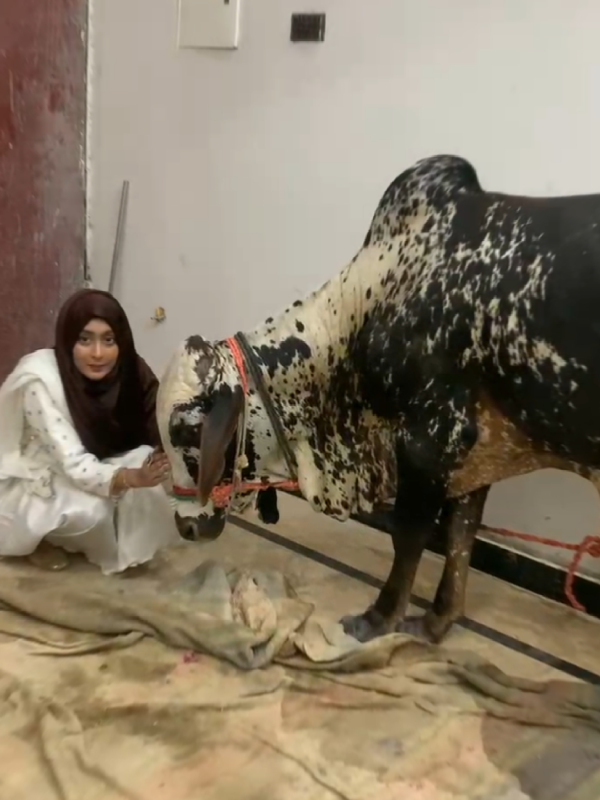 🤗❤️. . . #white #videos #views #fypp #fypシ゚ #fyppppppppppppppppppppppp #fypage #fypage ##fyp #trending #trendingsong #qurbani #cowlover 