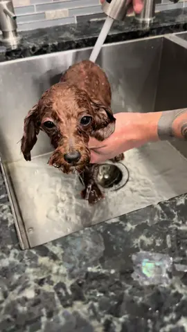 #toypoodle #poodle #dogsoftiktok #puppy 