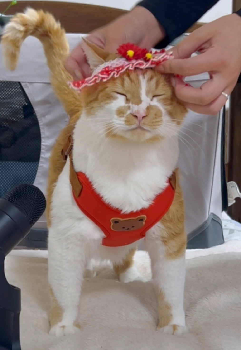 主が作るおパンツはお帽子みたいだにゃ🐈！！！（？） 【よくある質問】 ［名前］：もんぶらん（もんちゃん） ［性別］：♂ ［年齢］：5歳 ［種類］：元野良猫でミックス ［体重］：7.6キロ（ダイエット中） ［衣装］：（動画毎に書き換えてます） この動画のハーネス→TEMUで購入 この動画の帽子、主の手作り ［お散歩開始日］ ：2年ほど前からです！ ［ハーネスの練習］ ：ハーネスやお散歩の練習はしたことがなく、初めて装着した時からこんな感じで抵抗ありませんでした！訓練などするつもりはなかったので少しでもハーネスやお散歩を嫌がってたら今頃お散歩猫にはなってなかったと思います！ ［お散歩の所要時間］ ：早いと1分足らずで、長いと1時間超える時も！基本はもんちゃんが帰りたいタイミングで玄関に戻ってくれます！(小雨程度ならお散歩行きます) ［ノミダニ予防］ ：かかりつけの病院にお散歩認知してもらってるのでスポットタイプのお薬もらってます！ ［お散歩後のお手入れ］ ：プレイリストから［お手入れ］をご覧ください☺️ ［他の猫とは一緒に生活しないの？］ ：プレイリストから「僕について」のパート6（もんちゃんに会いに来た2匹&僕に着いて）の動画と概要欄をご覧ください☺️ #かわいい#もんちゃん#猫の散歩#cutecat#fyp#おすすめに乗りたい #癒し