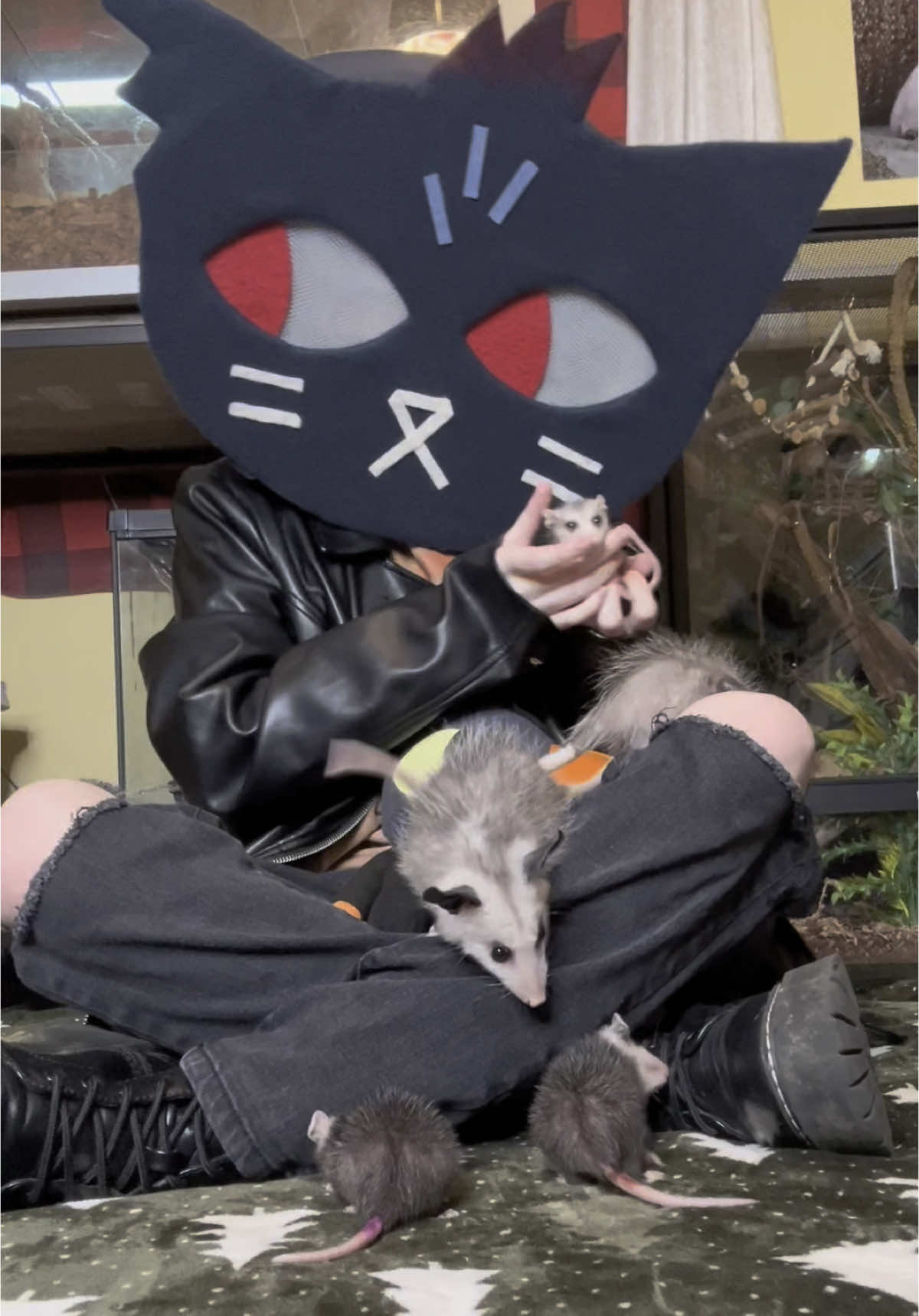 mae meets rabies’ babies :D (**THESE OPOSSUMS ARE FOSTERS, THEY DO NOT MAKE GOOD PETS!! PLEASE LEAVE OPOSSUMS IN THE WILD)  #nitw #nightinthewoods #opossums #opossum #possum #rabies #germnitw #germnightinthewoods #rabiesnightinthewoods #cosplay #nitwcosplay #maecosplay #maeborowski #maenitw #animal #animals #cute 