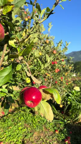 kunjungan untuk bulan juni , apel super red ready  promo tiket 15 rb di www.kebun8.com - - - - #apel #kotabatu #malang #apelmalang #kebun8 #petikapel  #bromo #tengger #petikbuah #kebunapelmalang  #wisatabatu #wisatamalang #wisatapetikapel #agrowisata #petikapelkebun8 #petikapelbatu #petikapelmalang 