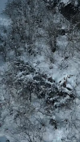 A melody as quiet as snow#fromthestart#snow  #snowing  #scenery  #music  #song  # lyrics#dailyplaylist  #shorts  #fyp 