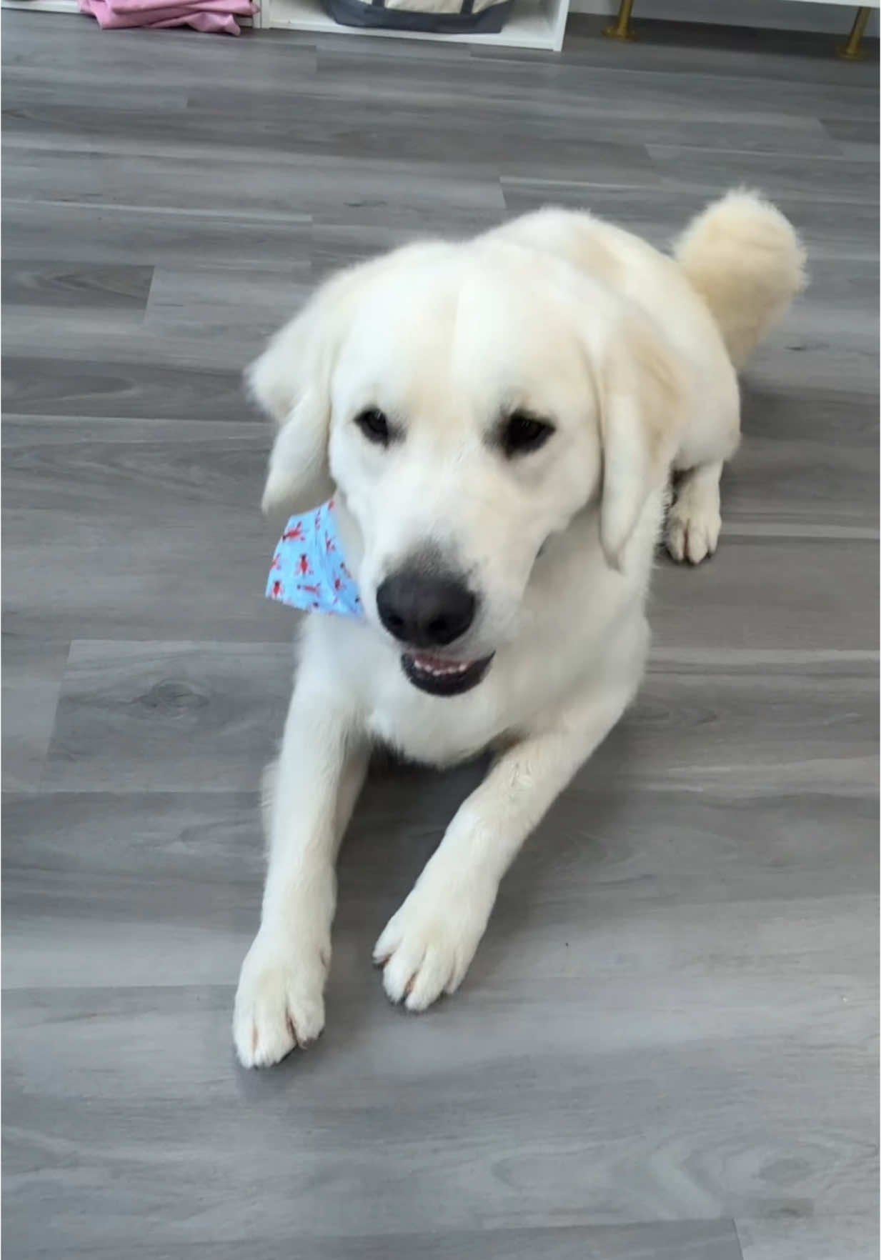 Unleash the cuteness 