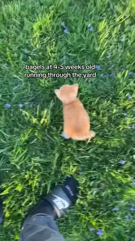 fast afk boi #bagel #orangecat #orange #fast #kitten #fyp #viral 