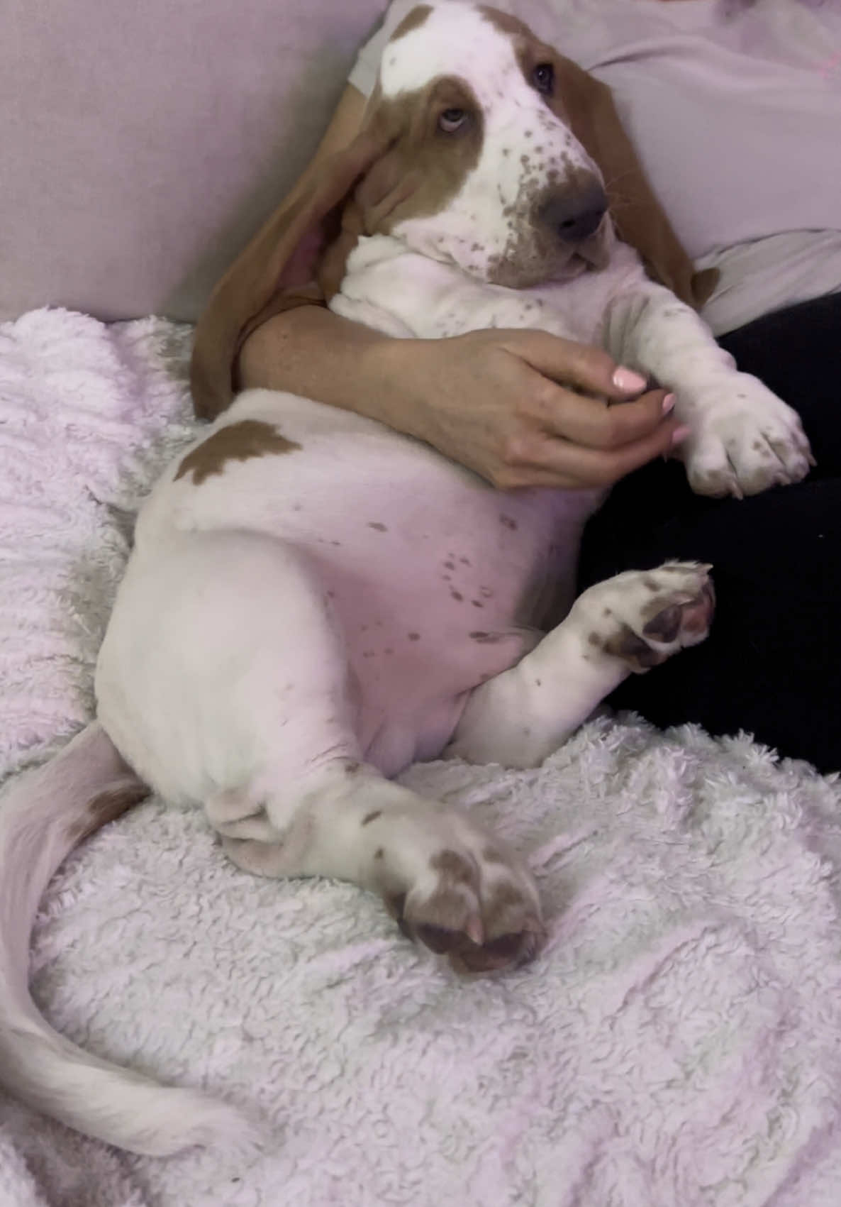 Little stiiiiiinkerrrr #theo #theodore #dog #cute #funny #stinky #baby #europeanbassethound #bassethound #funny #fyp #foryoupage