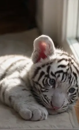 🐅 Fierce yet adorable! This tiger cub is practicing their roar but all we hear is pure cuteness 😍 Future king of the jungle right here! 👑 Who else is mesmerized by those perfect stripes? 🖤🧡 #tigercub #babytiger #tiger #bigcats #wildlife #wildlifelovers #bigcatsofinstagram #cubs #animalslibrary #wildanimals #nature #stripes #majestic #wildlifephotography #conservation #endangered #beautiful #fierce #cute #jungle #wildcat #predator #fyp #viral #explore #amazingnature #savetigers #wildlifereels #naturelover #animalplanet