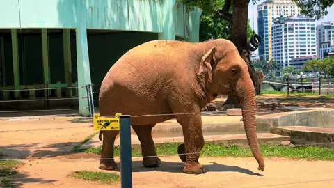 Khi cần vận chuyển một con voi 🐘 bằng máy bay – chẳng hạn từ Ấn Độ sang Hoa Kỳ – người ta đặt vào lồng cùng với nó… những chú gà con! 🐥 Vâng, những chú gà con bé xíu, đáng yêu! 😮💛 Tại sao ư? Bởi vì, dù mang thân hình to lớn khổng lồ, voi lại rất sợ làm tổn thương những sinh vật bé nhỏ. Nó không dám cử động suốt chuyến bay ✈️, vì sợ đè trúng những chú gà con. Và chính điều đó giúp giữ sự cân bằng cho máy bay. Đó là một minh chứng đầu tiên về sự cao quý trong tâm hồn của loài voi 🐘❤️. 🧠 Các nhà khoa học, say mê trước hành vi của voi, đã tiến hành nghiên cứu và phân tích não bộ của chúng. Họ phát hiện rằng não voi chứa một loại tế bào thần kinh cực kỳ hiếm – gọi là tế bào hình thoi 🔬. Đây cũng chính là loại tế bào có ở con người, và chúng chịu trách nhiệm cho ý thức về bản thân, sự đồng cảm và nhận thức xã hội 🤝💭. Nói cách khác… voi không chỉ lớn về thân xác, mà còn vĩ đại về cảm xúc 💫 và phẩm cách 🌿. 🎨 Leonardo da Vinci – thiên tài đam mê động vật – từng nói về loài voi: “Con voi có sự ngay thẳng, khôn ngoan và tiết độ trong bản tính của nó.” 🧑‍🎨📝 Ông còn mô tả rất đẹp về chúng: – Khi xuống sông tắm, voi bước đi đầy trang nghiêm, như thể đang thanh tẩy bản thân khỏi mọi điều xấu xa 🚿🌊. – Nếu thấy con người bị lạc, nó sẽ nhẹ nhàng đưa họ trở lại đúng đường 👣🧭. – Voi luôn di chuyển theo đàn, có trật tự, được dẫn dắt bởi một con đầu đàn 👑🐘. – Voi sống kín đáo… chỉ giao phối vào ban đêm, ở nơi riêng tư, sau đó lại tắm rửa trước khi quay về với đàn 💕🌌. – Nếu trên đường gặp đàn thú khác, voi sẽ dùng vòi nhẹ nhàng đẩy chúng sang bên để tránh gây tổn thương 🥺💗. ♥️ Và điều xúc động nhất… Khi biết mình sắp chết, con voi lặng lẽ rời khỏi đàn, đi một mình đến nơi xa để lìa đời… Tại sao? Vì nó không muốn bất kỳ ai – nhất là những con non – nhìn thấy mình chết và mang nỗi buồn ấy trong tim. 😢🌿 Thật là một loài sinh vật mang trong mình phẩm giá, lòng từ bi, và sự cao thượng… Những phẩm chất mà đôi khi… loài người cũng không có được. 💔🕊️ Cre: Những Bé Dễ Thương