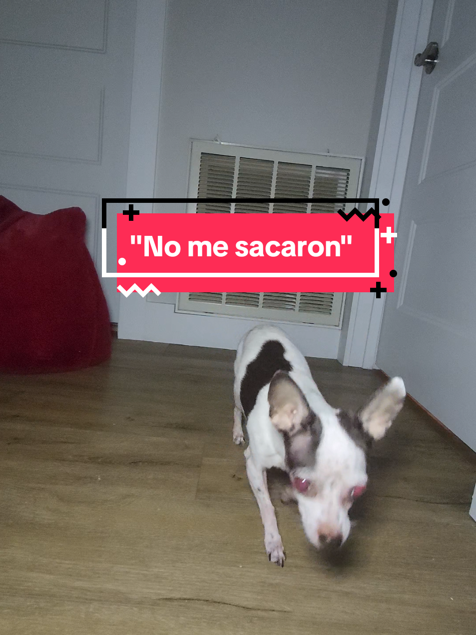 Ningún perrito fue maltratado, son unas actrices consumadas  #nomesali #chihuahuastiktok #chihuahuas 