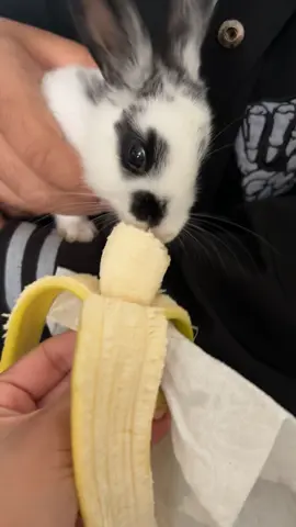 #conejitos #rabbitsoftiktok 