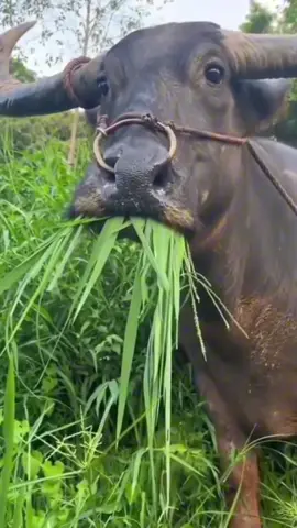 #eating #carabao #fypage #tiktok_ph #comedyvideo #shebangs #funny 