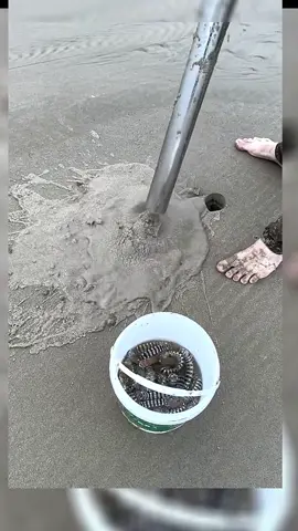 Delicious mantis shrimp#beach #beachcombing #seafood 