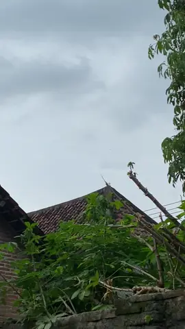 Iki yo teyeng tpi wong wedok ngertine cb☺️#sleepengine 