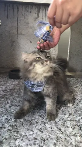Meowdel for today's product shoot🫶🏻🤣 #harnessforcats #catvest #leashforcats #petleash #meowdel #funnycat #cutecat 