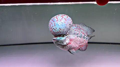 🇻🇳🇻🇳🇻🇳 Kamfa Bigkok , Chào tháng mới,hi vọng mới,niềm vui mới 😘😘😘 #cacanhhoahuynh #calahanhoahuynh #hnhkamfa #hnhflowerhorn 😛😛😛 #hnhkamfa #hnhflowerhorn