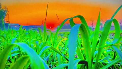 Account for sale 🥹🙏 come inbox #sunset #nature #beauty #videoviral #viraltiktok #foryou #foryoupageofficial 