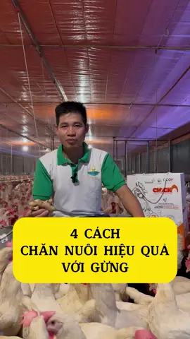 4 CÁCH NUÔI GÀ HIỆU QUẢ VỚI GỪNG  #nongsansach #nongsansachvieco #vieco  #channuoi #channuoiga #meochannuoi #phongbenh #thaoduoc