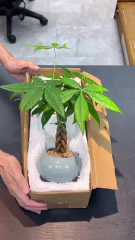 Một chậu Kim Ngân – hai trái tim, cùng giữ nhau và cùng giữ lộc. #KimNganMini #CayTinhYeu #CayMayMan #GreenCouple #CayDepYnghia