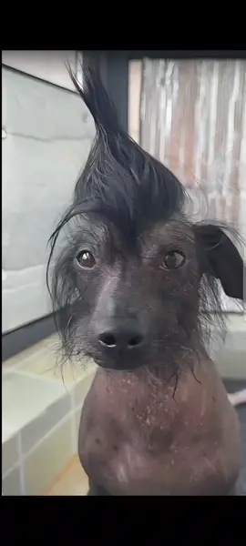 #dog #cute 