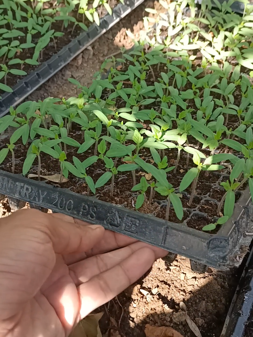 tomato seeds #tomato #agriculture #farming #gardening #garden #fyp 