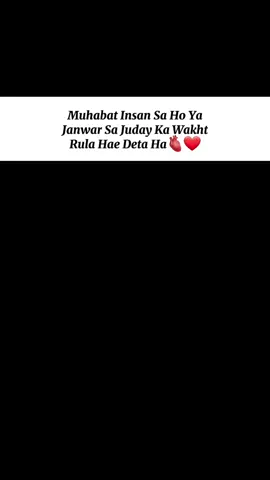 😥#CapCut #cattle #viral #foryou #qurbani2k25 #foryoupage #cattle_market 