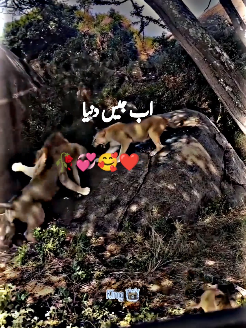 🤔😏😏😡🤨👉🌏🌎🌎🌎اب جیس دنیا ویسے ہم 😏🖇️🎭✌️#foryoupage #🖇️✨🥀💔 #standwithkashmir #fyp #a Urdu poetry #500k#poetrystatus #viralmyvideoplztiktok #whatsappstatus #goviral#NotYourAffan#500k