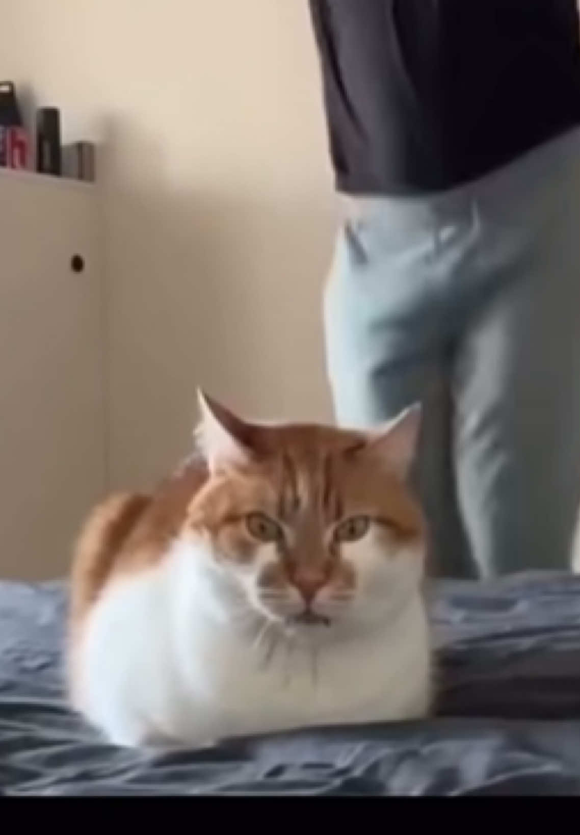 Perfect timing 🐈                                             #dancin #fürdich #foru #foruyou #funnytiktok #cattok #fyppp ##fürdichpage 