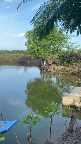Vuông tôm cua của cà mau 