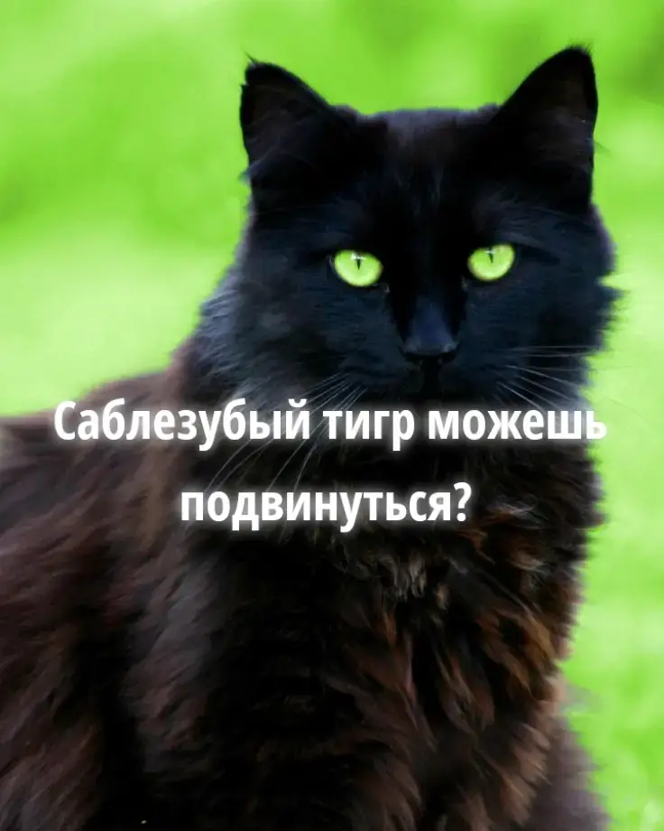 #саблезубыйтигр #котик #кот #страх 