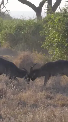 Life in the wild of the Hadzabe Tribe 🦌#fyp #foyou #treanding #fpy #viralvideos #aficantiktok 