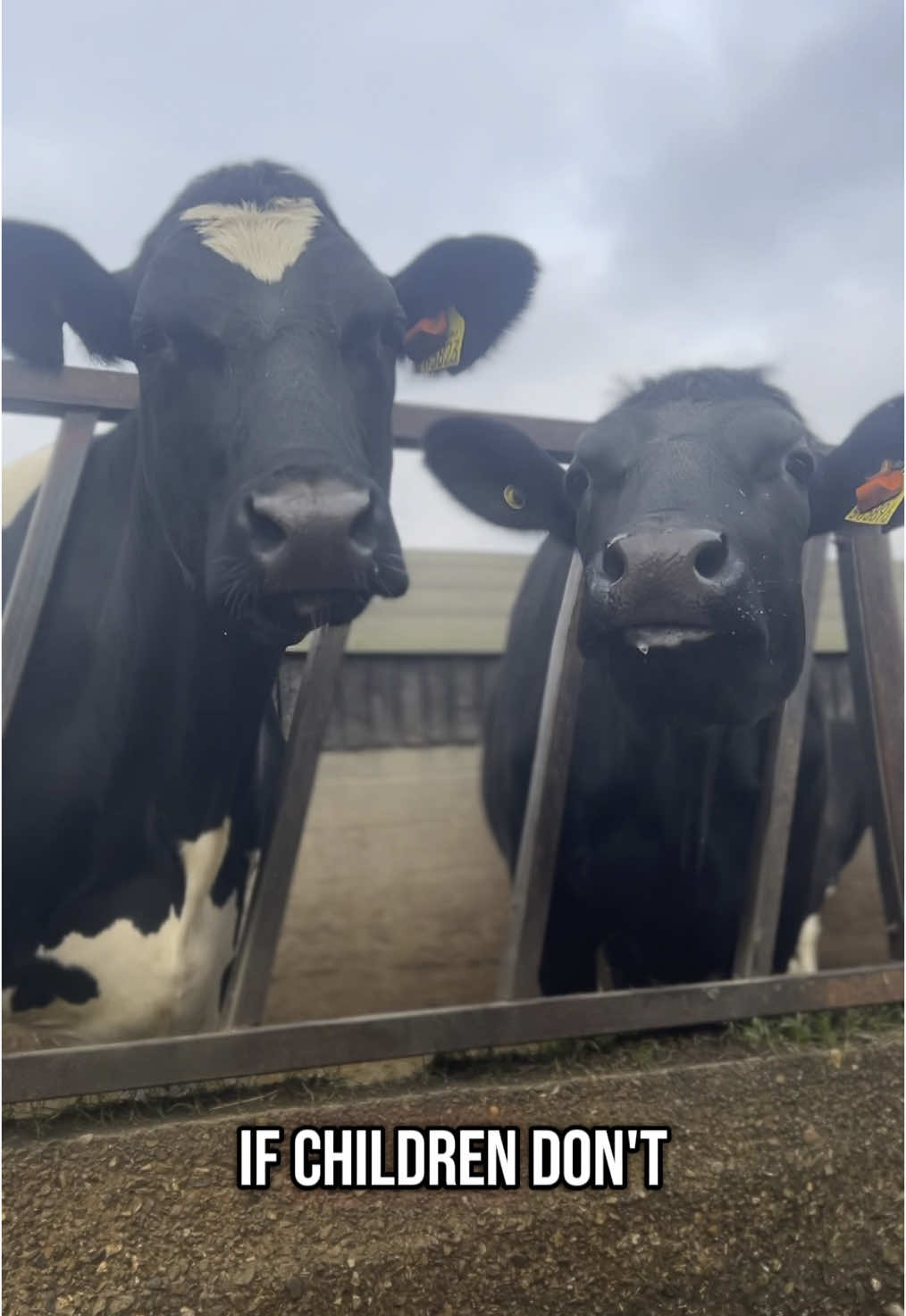 🌎💙#fyp #yfcdoitbest🤙 #foryoupage❤️❤️ #agrispec🤠 #dairyfarm #animals #nature #davidsttenborough #dairyfarmer #livingthedream #travelling 