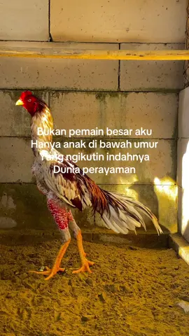 #salamsatuhobiayamindonesia🐓🐓 #peternakmudafarm🐓 #bangkokthailand #bangkokxmangonindonesia🇮🇩 #bangkokselatansuper #bangkoksuperindonesia #ayammangonindonesia #salamsatuhobiayam #fypmasukbranda #pakkumisfarm #fypシ゚ #fyppppppppppppppppppppppp 
