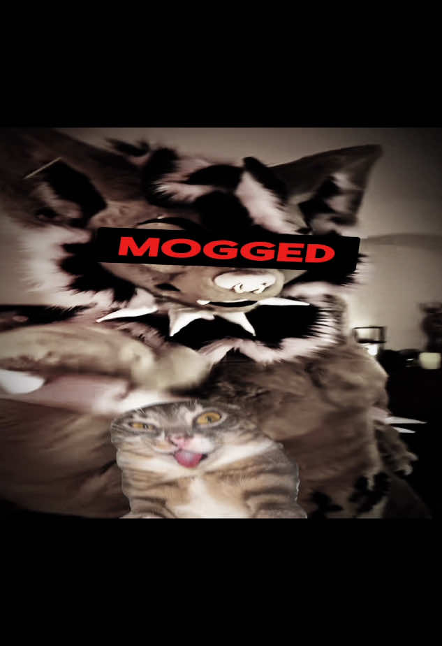 Cat, Car Same Thing. (𝐒𝐭𝐫.𝐚.𝐠𝐡𝐭) #car #cat #kitty #kitten #edit #catss @🦇𝓑𝓸𝓰𝓭𝓪𝓷𝓓𝓛𝓟 @AAN @And*💩🎄 @Алекс𖣂 @演媛み @sw.stw @MZ editz @jaidennnnnn01 @aq ☆ @wren-da-goat