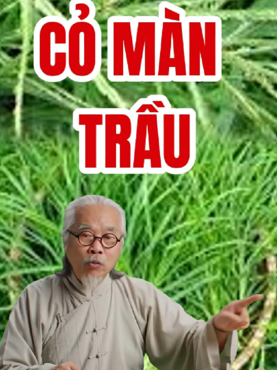 cỏ màn trầu - mát gan, giải độc #suckhoe #thaomoc #thaoduoc #dongy #thaoduoctuetam #duoclieutuetam 