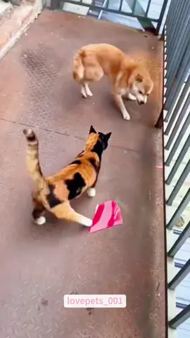Cat vs Dog.#cats #cutecats #foryou #funnytiktok #funnyvideos #usa #funnyanimals #fypシ #cute #funnycat #catlover #funnypets #viral #funny 
