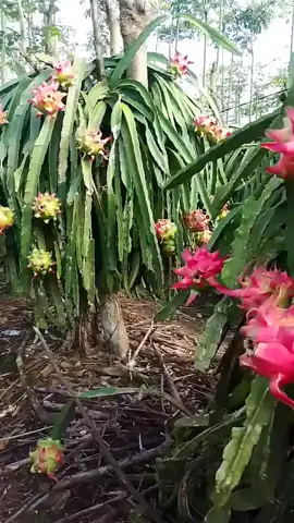 7000kg / 300 tiang. jika harga sekarang 14000/kg dapat berapa ya panenan di kebun ini #buahnaga #petanibuahnagabanyuwangi  semangat #petaniindonesia🇮🇩🇮🇩🇮🇩🌿🌿 