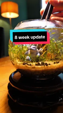 8 weeks with this little beauty  ps buy my book #aquarium 