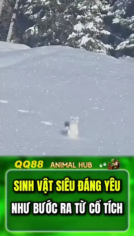 Sinh vật siêu đáng yêu như bước ra từ cổ tích #animalhub #animal #dongvat #funnytiktok #pets #thucung #thegioidongvat